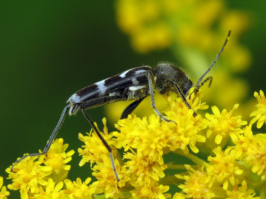 Chlorophorus figuratus (Scopoli, 1763)